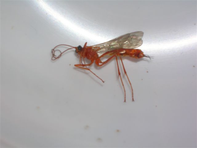 Ophion luteus?